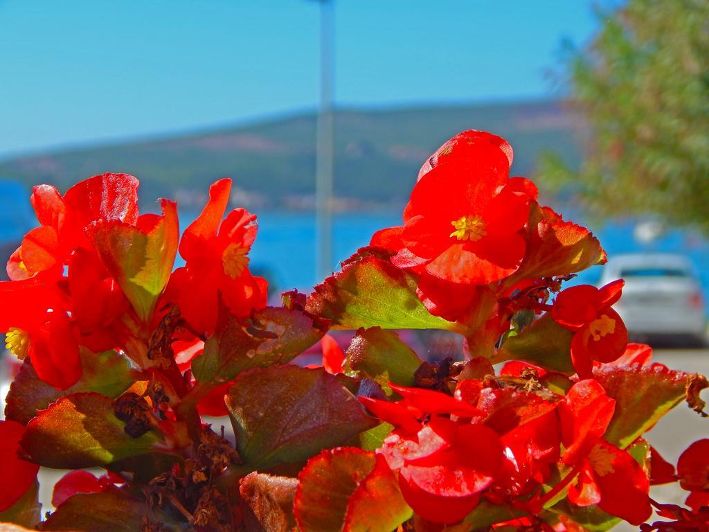 Apartmani Sindik Tivat Kültér fotó